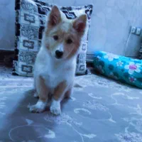 سگ پامر آشپیتز