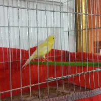 قناری ماده|پرنده|کوهدشت, |دیوار