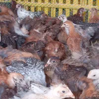 ارزانسرای جوجه محلی مرغ بوقلمون|حیوانات مزرعه|زابل, |دیوار