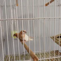 فنچ|پرنده|رشت, جانبازان|دیوار