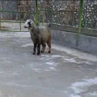 غوچ.میش.بز.بره|حیوانات مزرعه|شیراز, درکی|دیوار