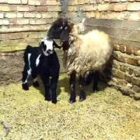 فروش میش بابره