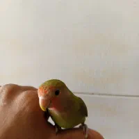 کوتوله برزیلی|پرنده|شیراز, کوزه گری|دیوار