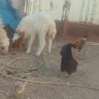 یک عدد گوسفند ماده در سوسنگرد