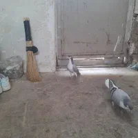 بدرنگ کبود موقلف|پرنده|اقبالیه, |دیوار