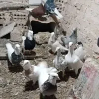 چندجفت طوقی دم سفیدسار