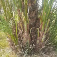 پاجوش نخل سعمران و کبکاب 500تومن