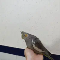 جوجه طوطی عروس هلندی|پرنده|امیدیه, |دیوار