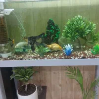 آکواریوم با تمام وسایل و ماهی|ماهی|میبد, |دیوار