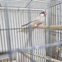 فنچ نرگسی|پرنده|بوشهر, |دیوار