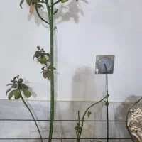 گل همراه با گلدان|گل و گیاه طبیعی|فردوس (خراسان), |دیوار