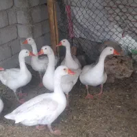 غاز خانگی جوان|حیوانات مزرعه|بهبهان, |دیوار