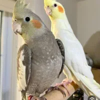 عروس هلندی گم شده