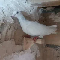 کفتر ابلق افغانی|حیوانات|مشهد, بهمن|دیوار