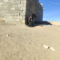 توله ده ماه|سگ|تربت جام, جلگه موسی آباد|دیوار