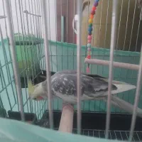 ۱عدد عروس هلندی نر بالغ