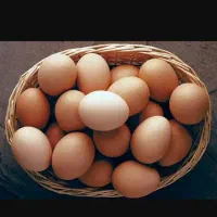 تخم مرغ محلی و ارگانیک