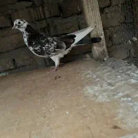 کبوتر پرشی|پرنده|قائمشهر, |دیوار