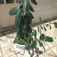 گل طبیعی