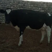 گاو ماده شیری فروشی|حیوانات مزرعه|خاش, |دیوار