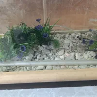 اکواریوم|ماهی|یاسوج, |دیوار