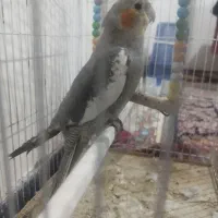 عروس هلندی نر همراه قفس