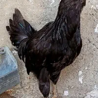 نیمچه مرغ و خروس گلین