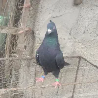 کبوتر|پرنده|رشت, حومه رشت|دیوار