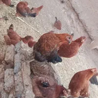 جوجه مرغ نزدیک به تخم