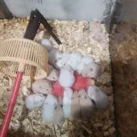 همستر نژاد سوری|موش و خرگوش|بابل, |دیوار