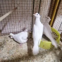 پرنده|پرنده|اهواز, اسلام آباد شرقی|دیوار