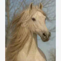 خریدوفروش اسب