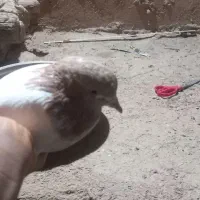 کله دم زرد ماده|پرنده|کبودرآهنگ, |دیوار