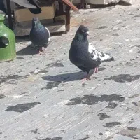 جفت سینه ای سیاه  کاکل میخ با جوجه