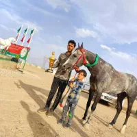 نریان کورسی دوسروارداتی