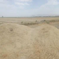 کاه