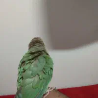 گرینجیک جفت