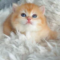 گربه های گوگولی مگولی پگولی