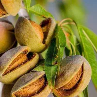 ارائه نهال بادام مامایی یکساله به قیمت ۵۰ ت|خدمات باغبانی و درختکاری|بدره, |دیوار
