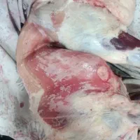گوشت گوسفند