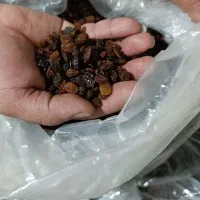 کشمش