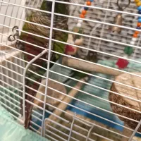 یک جفت گرینجیک