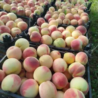 زمین و باغ|فروش زمین و ملک کلنگی|اشترینان, |دیوار