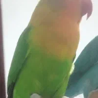 گمشده|حیوانات|بندر گناوه, |دیوار