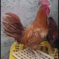 خروس محلی اصل جنگی