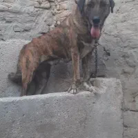 سگ ماده سرابی|سگ|بهشهر, |دیوار