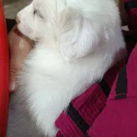 توله سگ پاکوتاه نر2ماه خرسی|سگ|رشت, خرسندی|دیوار