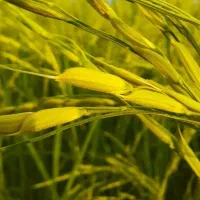 فروش کاه