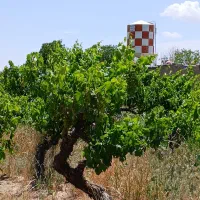 باغچه با سهمیه ریشه ای آب ( سند آب)
