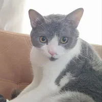 واگذاری گربه